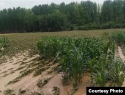 Қытайдың Іле аймағы Құлжа ауданындағы су тасқынынан кейінгі батпақ. Жергілікті тұрғындар жолдаған сурет.