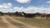 Kazakhstan - Karaganda region - Old Zhyrem - A flock of horses in a village, May 20, 2019