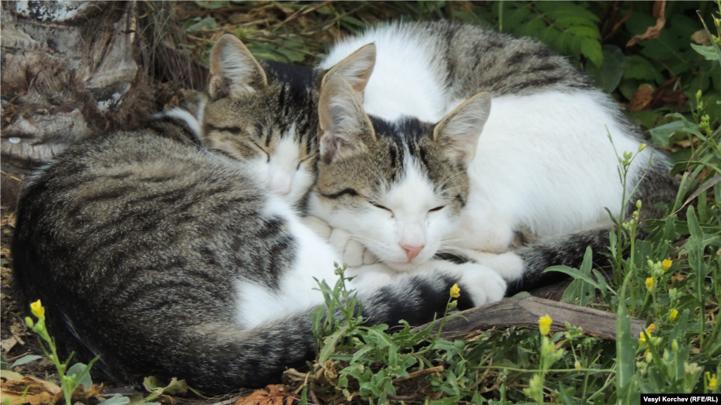 Коты отдыхают в тени на одной из гурзуфских улиц